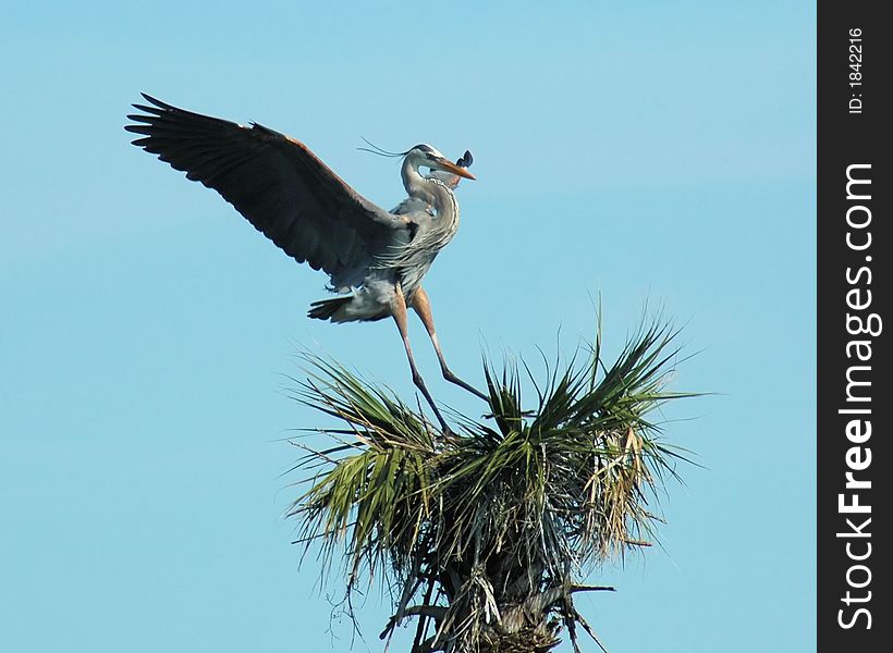 Blue Heron, Cape Canaveral, FL. Blue Heron, Cape Canaveral, FL