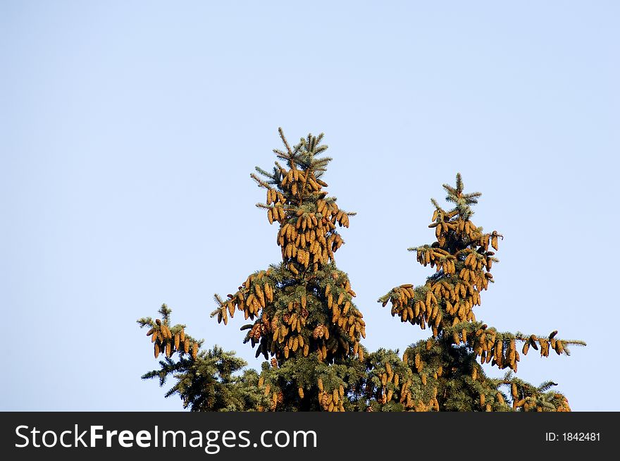 Treetop of pine tree with many pine cones