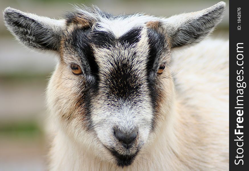 Adorable miniature goat up close
