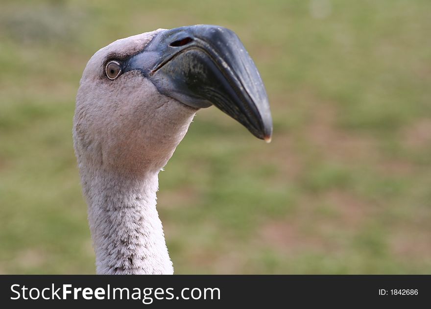 Closeup of young flamingo s head