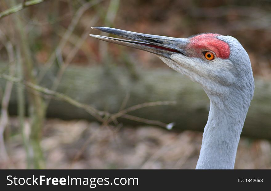 Close-up of sandhill crane's head and beak