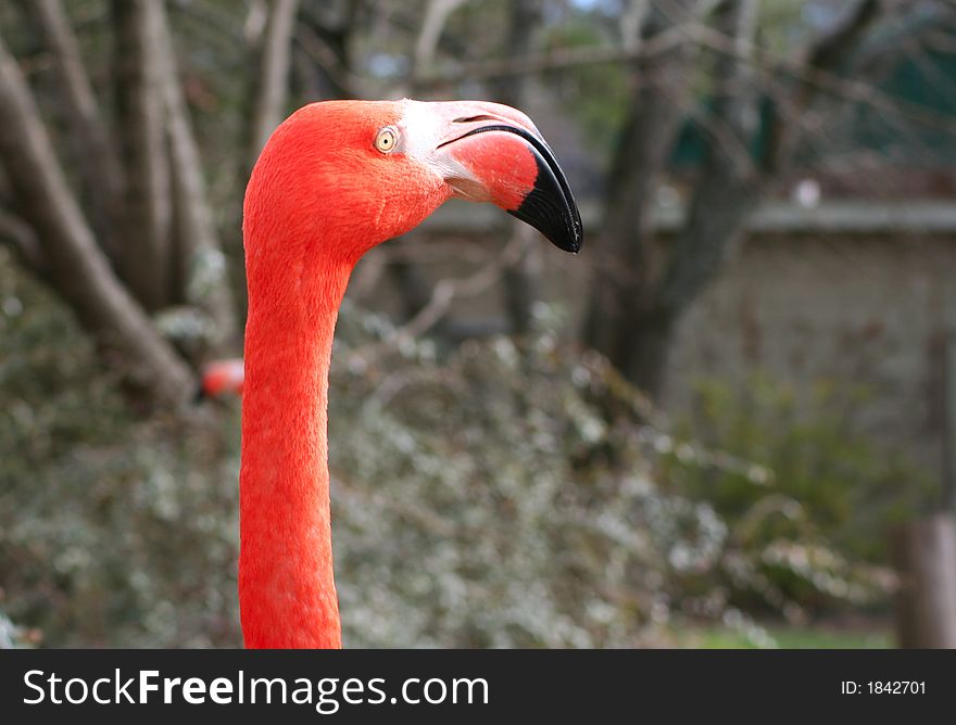 Closeup of flamingo s head