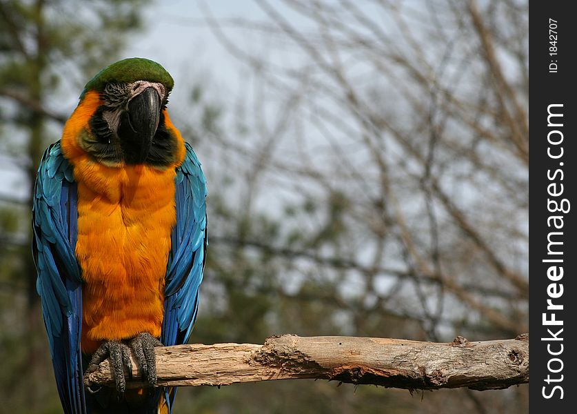 Brightly-colored Macaw on perch