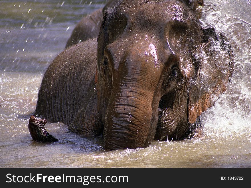Elephant bathing and splashing water. Elephant bathing and splashing water