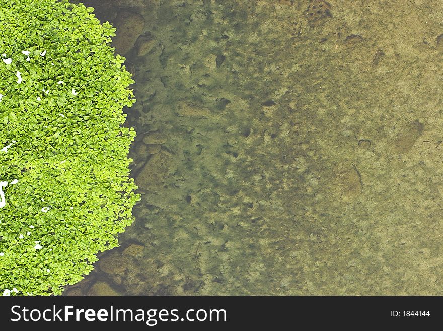 River plants shooted from top. suitable for covers, backgrounds and similar. photo can be rotated in any direction so the green border can be placed on left, top, right or bottom side. space for text. River plants shooted from top. suitable for covers, backgrounds and similar. photo can be rotated in any direction so the green border can be placed on left, top, right or bottom side. space for text