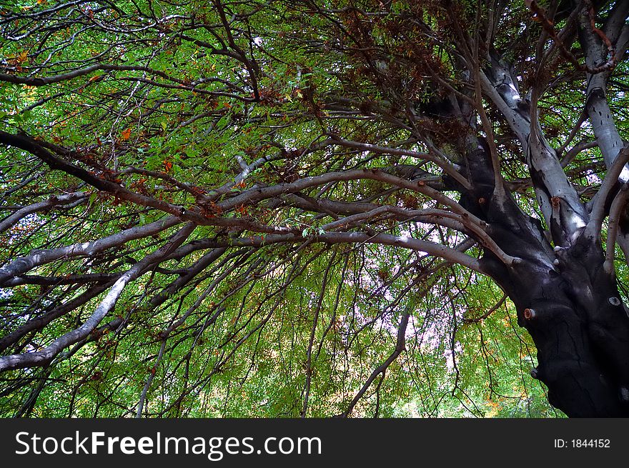 Tree view upwards 3