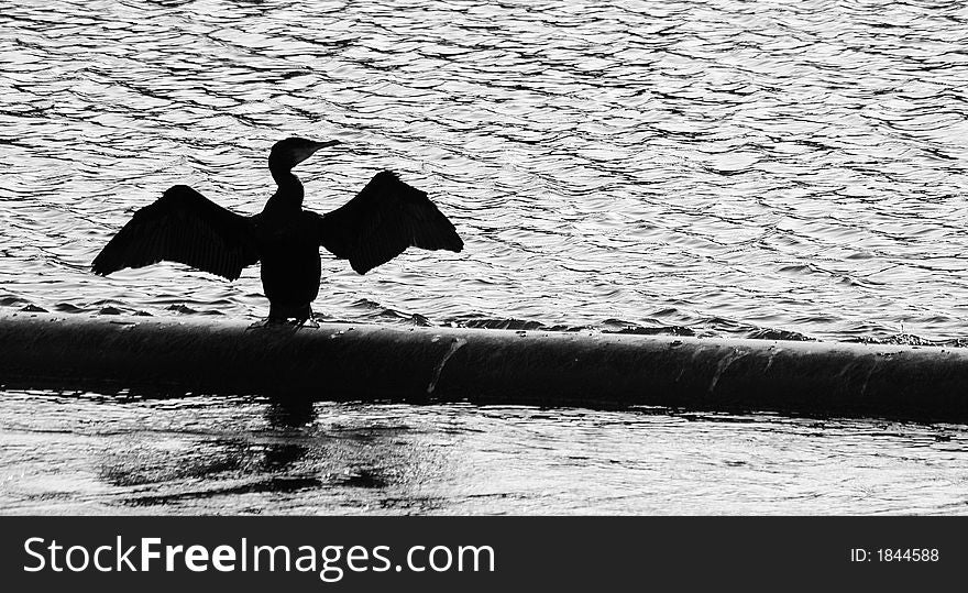 Cormerant silhouette; drying it's wings after fishing on the Tyne. Cormerant silhouette; drying it's wings after fishing on the Tyne