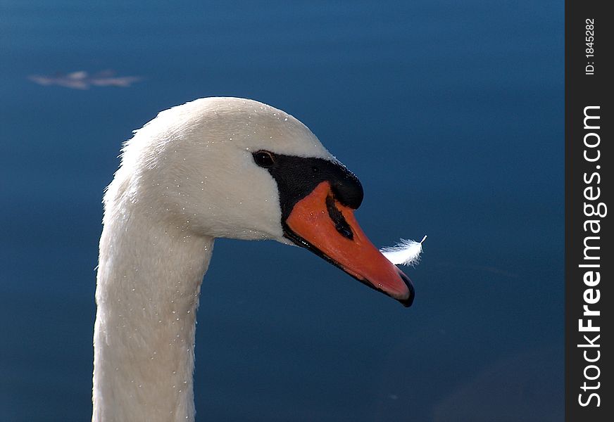 Blue background with swan.  Swan has feather in it's mouth with sunlight flowing through feather. Blue background with swan.  Swan has feather in it's mouth with sunlight flowing through feather.