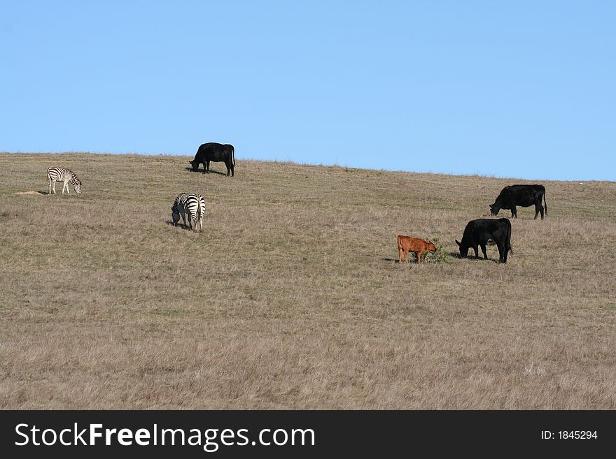 Picture taken in California of a pasture with cows and zebras. Picture taken in California of a pasture with cows and zebras