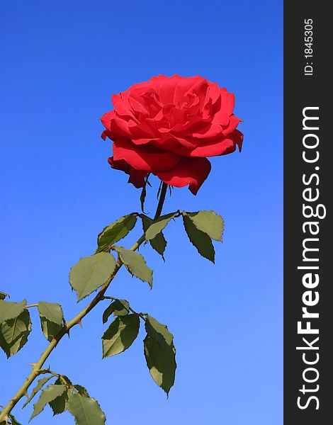 Single red rose on brigh blue background,
