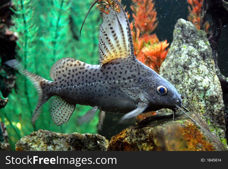 A cat fish in a fish aquarium