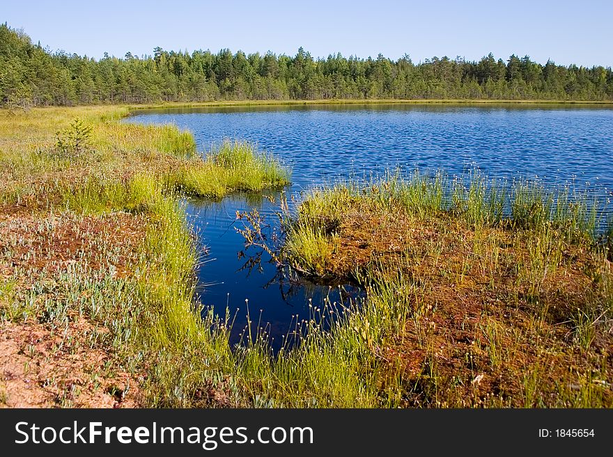 The small wood lake surrounded by a bog. The small wood lake surrounded by a bog