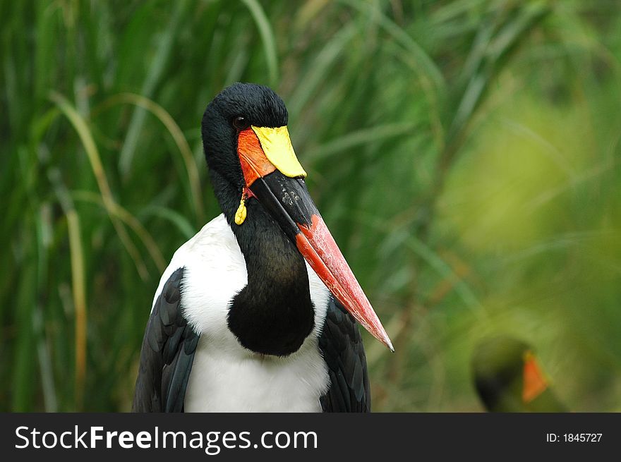 a wild life bird standing on the grass. a wild life bird standing on the grass