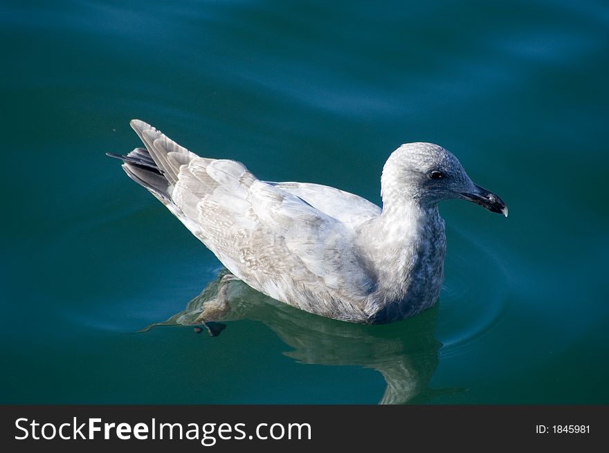 Seagull floating in the Vancouver harbor.