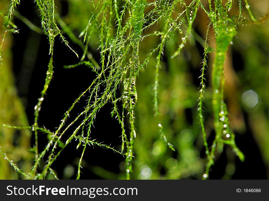 Water droplets on strands of hanging moss.