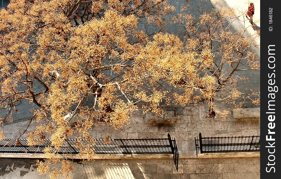 Yellow Tree From Above