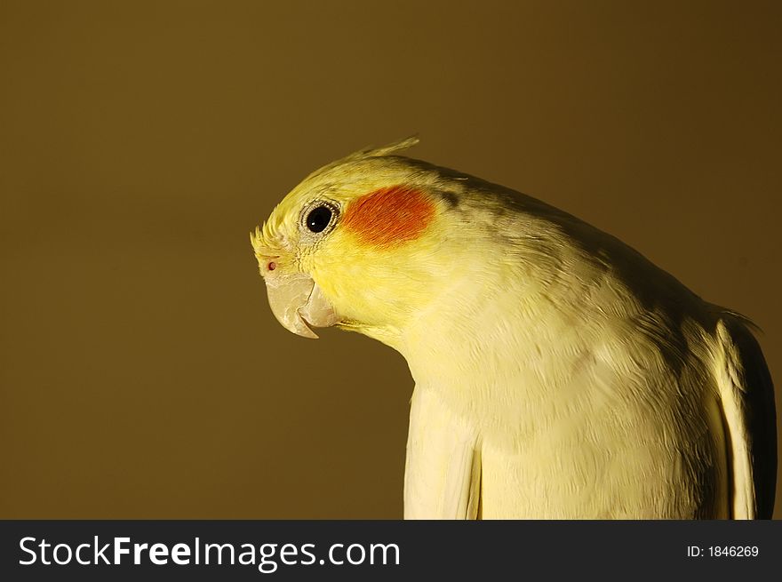 White yellow lutino cockatiel on a cage