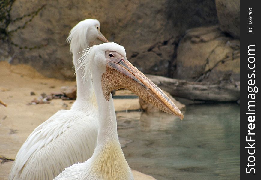 Two White Pelicans Portrait