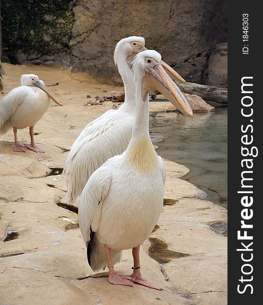White pelicans family