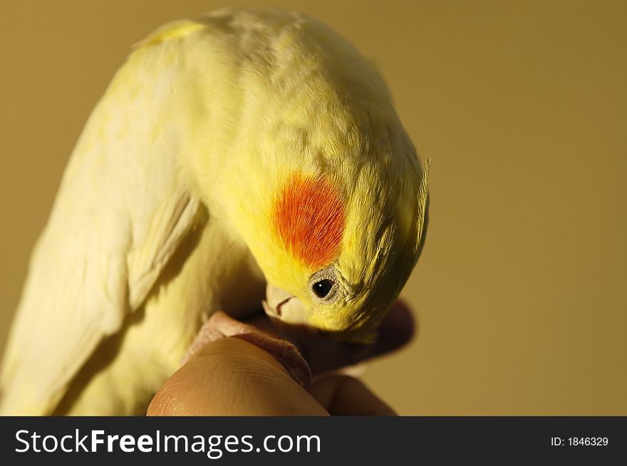 White yellow lutino cockatiel on a cage