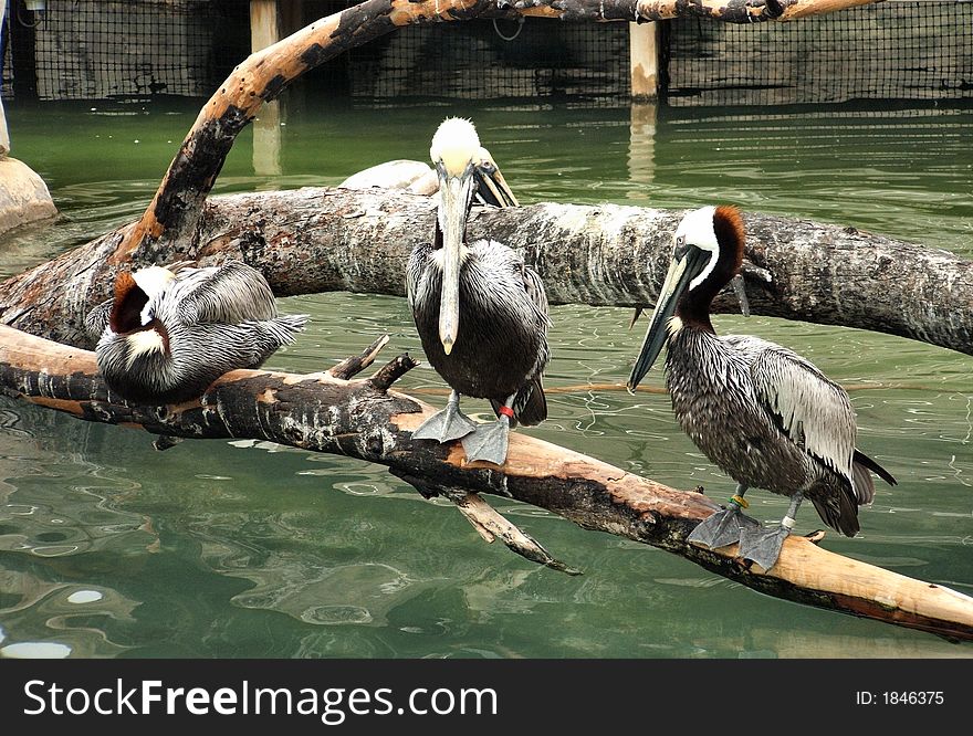 Brown pelicans on a branch in Oceanographic Museum of Valencia (Spain). Brown pelicans on a branch in Oceanographic Museum of Valencia (Spain)