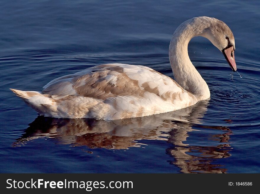 Small swan in the lake