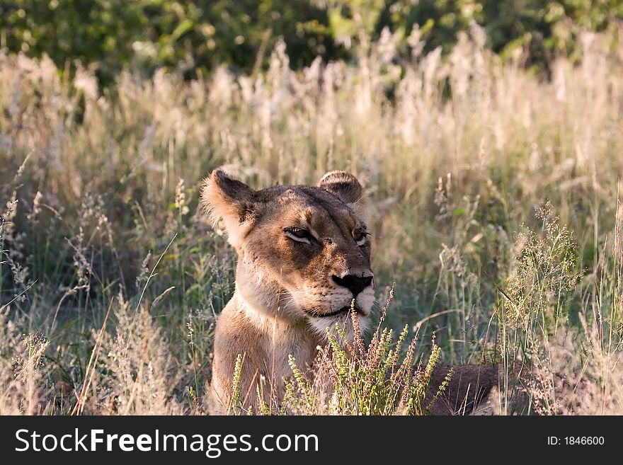 Lioness in Kruger National Park South Africa