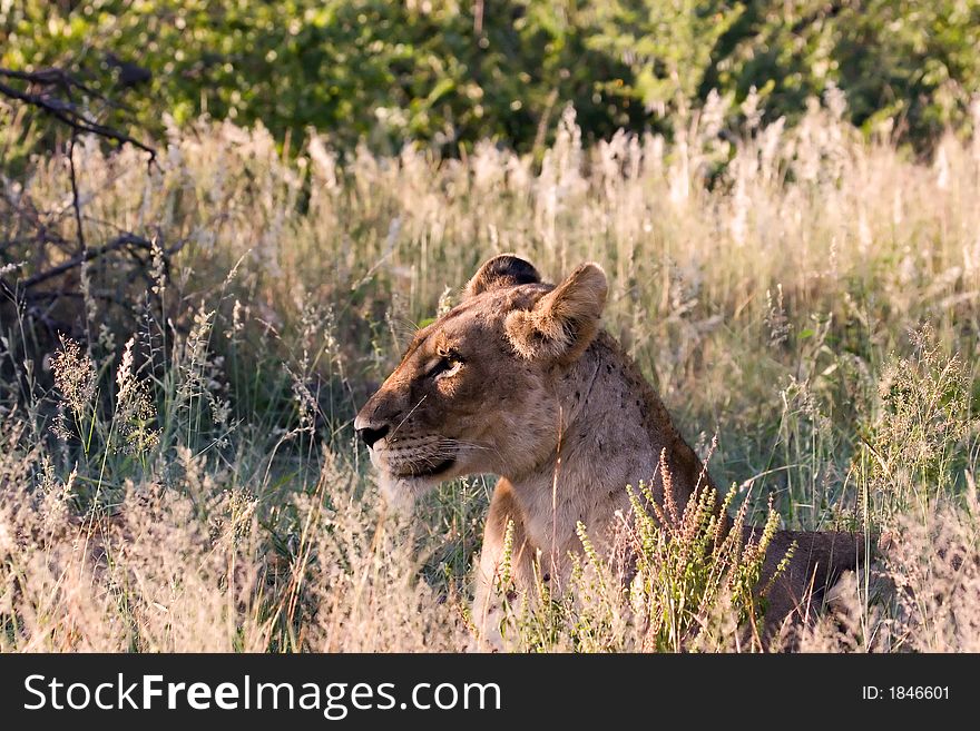 Lioness in Kruger National Park South Africa