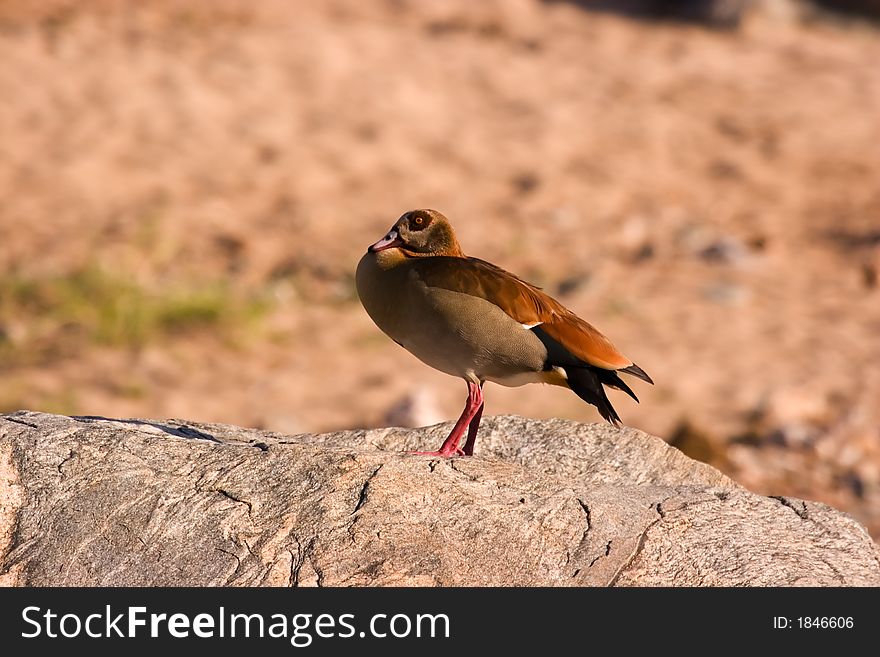 Egyptian geese in Kruger National Park South Africa