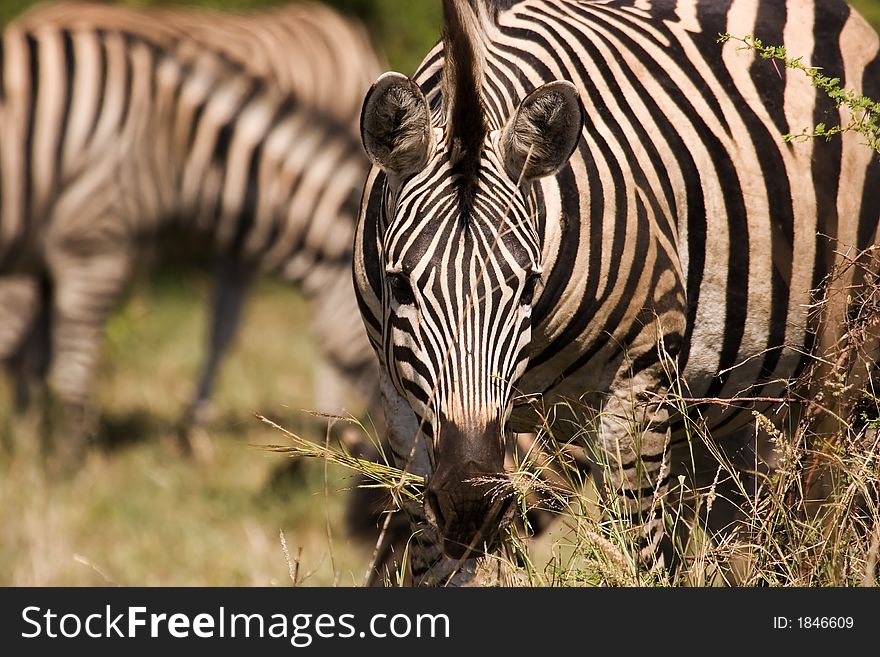 Zebra grazing in Kruger National Park South Africa. Zebra grazing in Kruger National Park South Africa