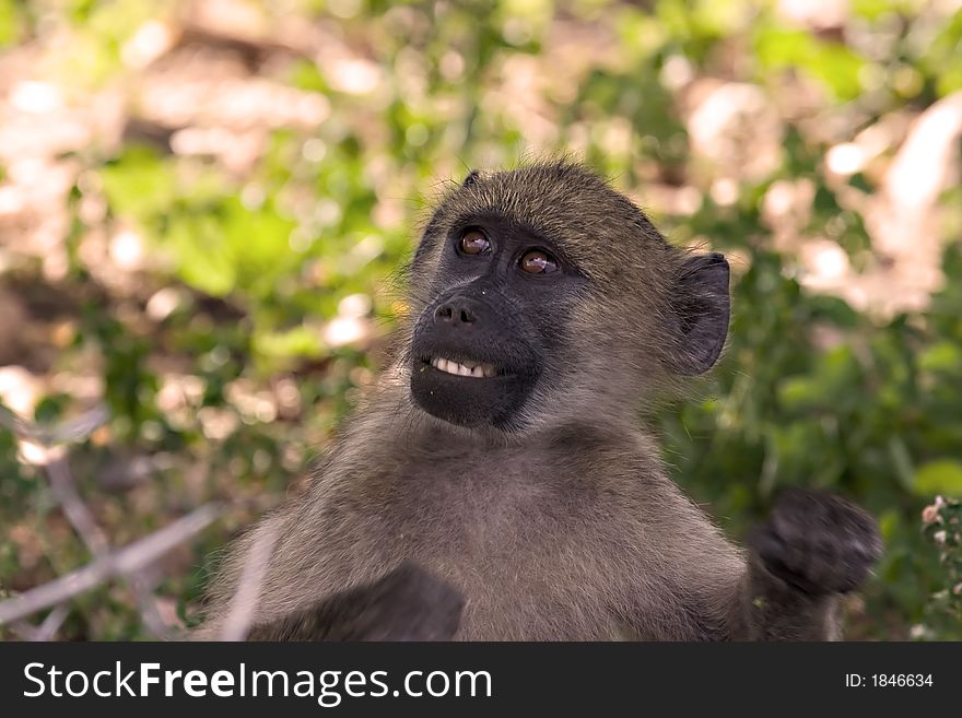 Baby baboon in Kruger National Park South Africa