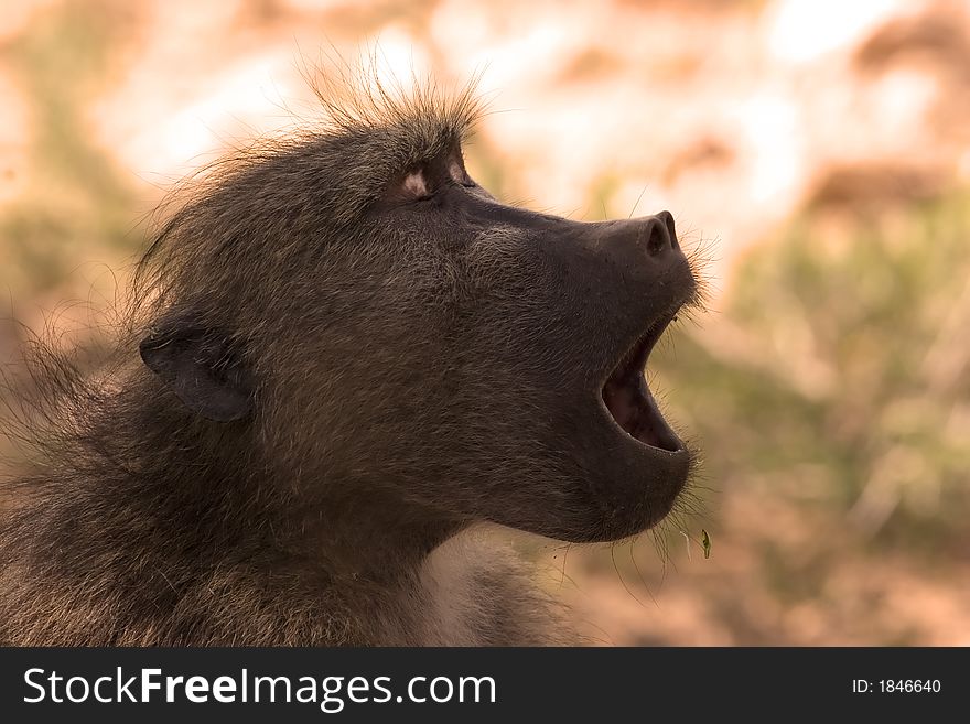 Yawning baboon