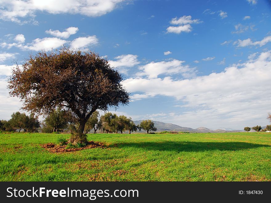 Green fields, blue sky, lonely tree