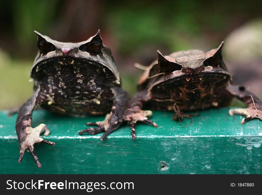 The malayan horned eye frog live in a tropical jungle. It camouflage itself with the  dried leaves.