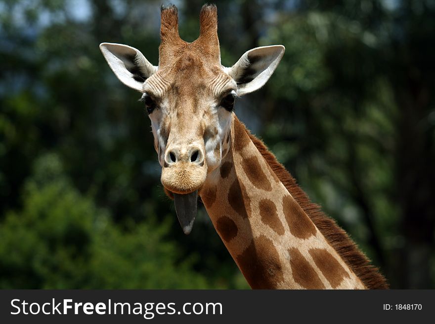 Funy girafe head with tongue. Funy girafe head with tongue