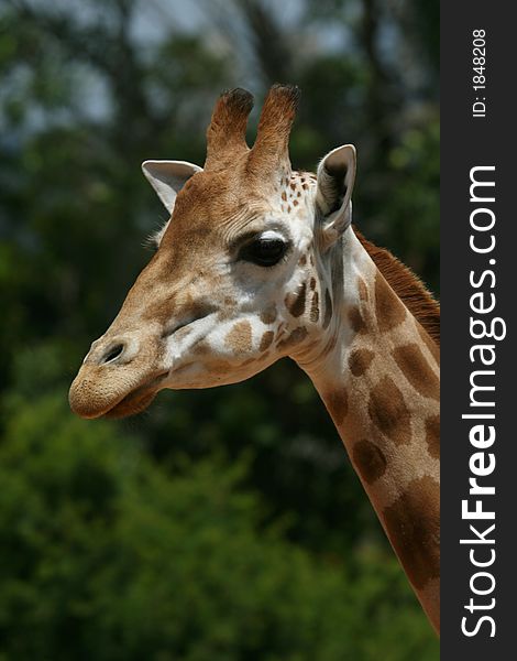 Adult girafe face on tree background