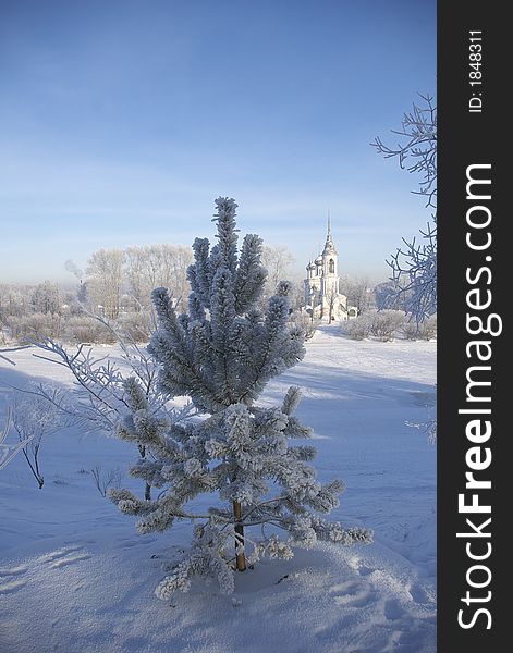Rime Pine tree Russian winter