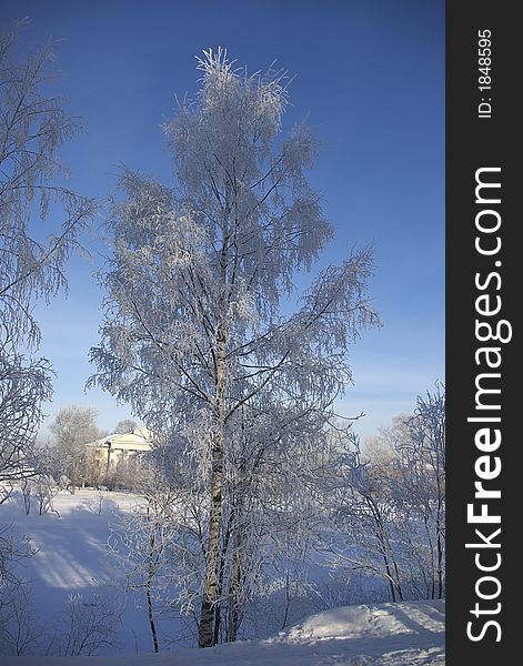 Rime birch 1
Russian winter - Vologda