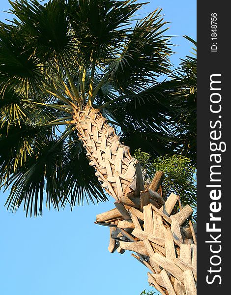Palm-tree in Thailand. Diagonal image