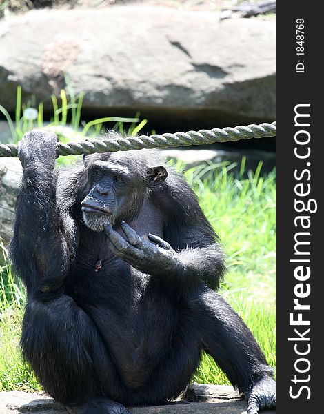 Chimpanzee monkey scratching his chin