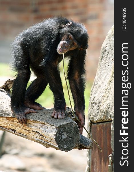 Young chimpanzee on a tree with a branch in his mouth
