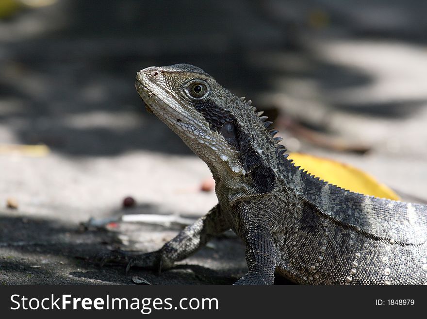 Lizzard standing still on the ground