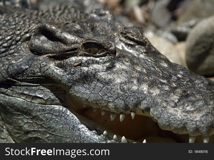 Crocodile eye with mouth half open