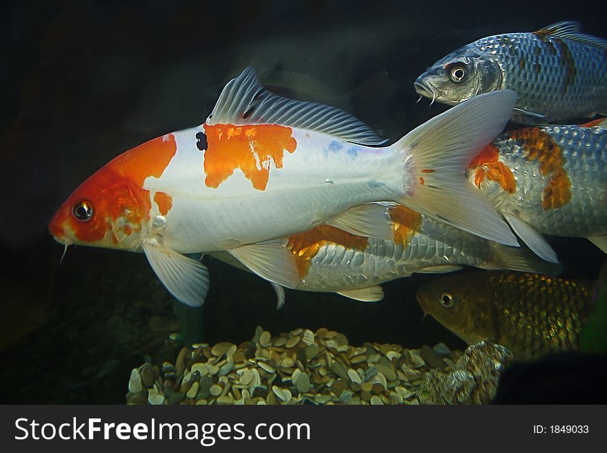 Group of different fish amicably sails in aquarium. Group of different fish amicably sails in aquarium