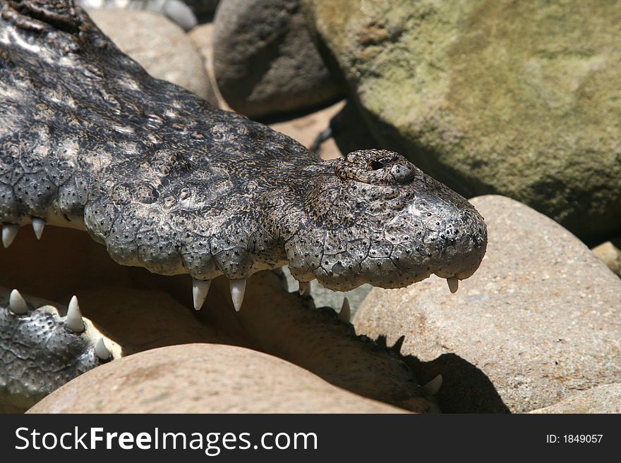 Crocodile mouth half open showing teeth
