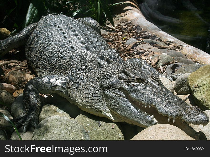 Crocodile with mouth half open