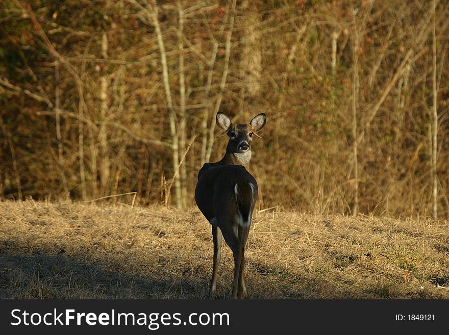 Whitetail deer looking