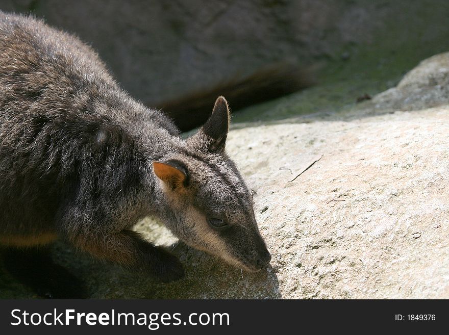 Young wallaby looking for food