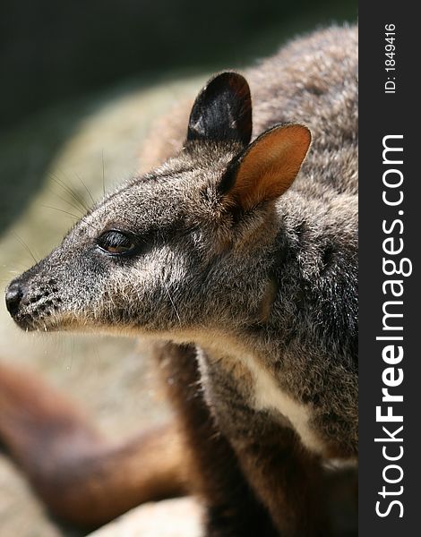 Young wallaby face close up