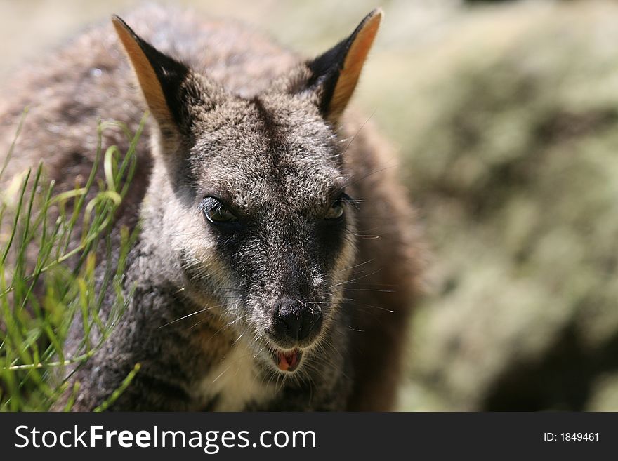 Adult wallaby in the wild